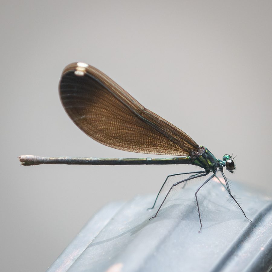 Macro
