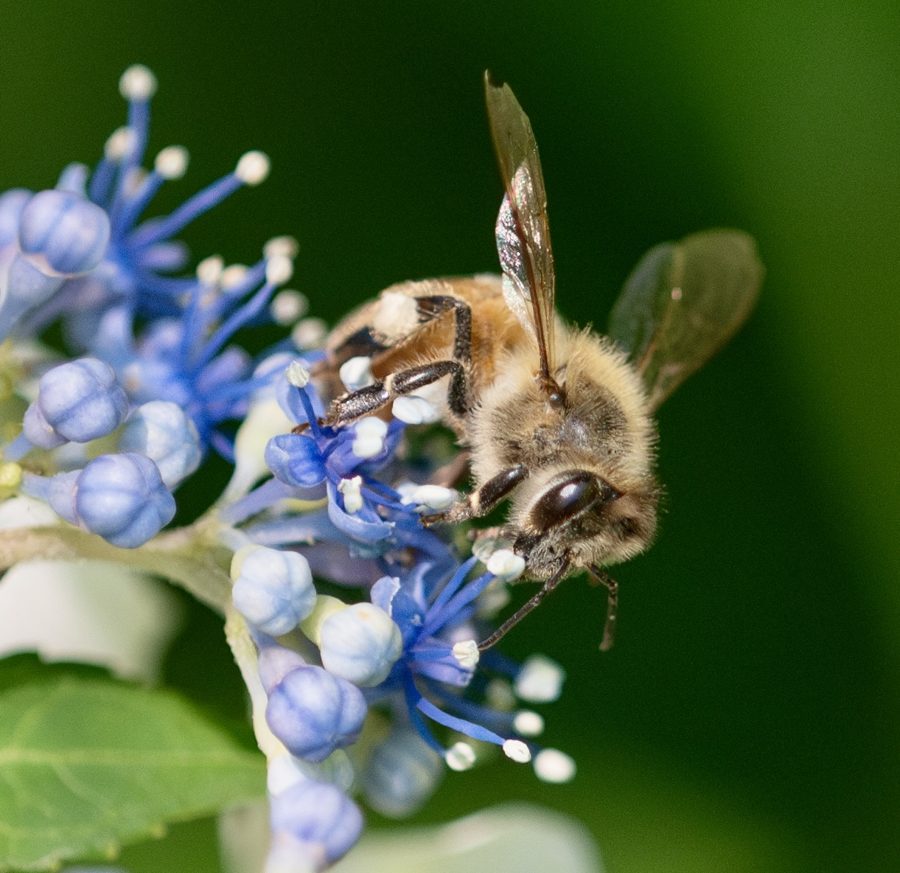 Macro