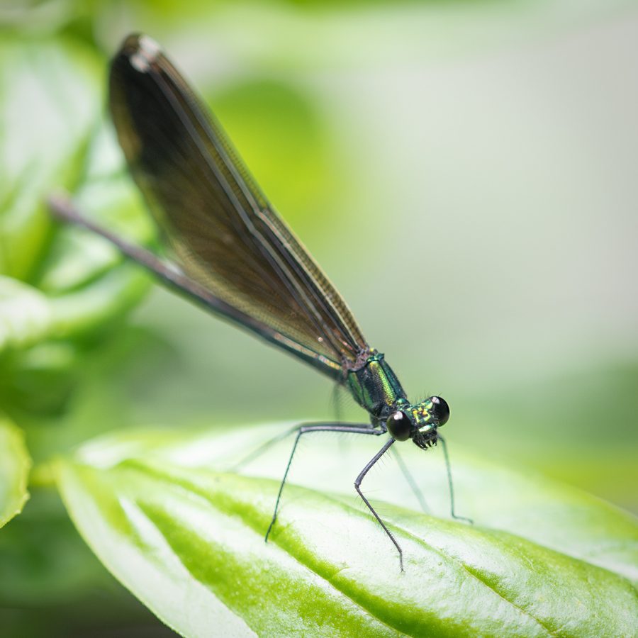Macro