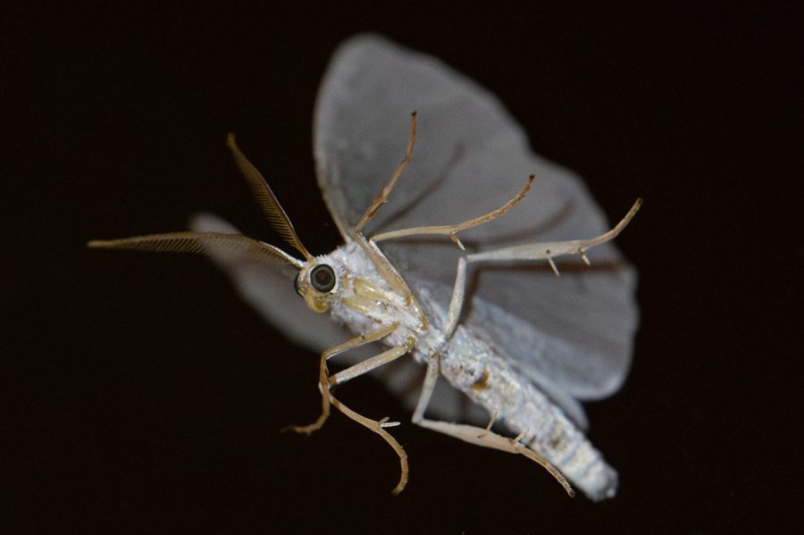 Macro